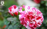 Hàng nghìn bông hoa hồng Bulgaria khoe sắc ở Công viên nước Hồ Tây